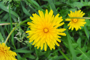 The simple and wonderful beauty of the Leontodon flower. Beautiful yellow flower on green background.