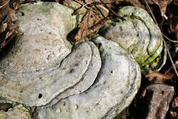 Old fomes fomentarius (tinder fungus, false tinder fungus, hoof fungus, tinder conk, tinder polypore, ice man fungus)  rough wavy texture with green moss, rotten leaves background
