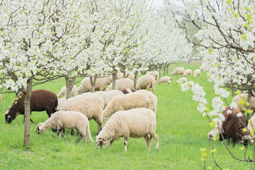 Sheeps in the meadow of blooming Spring trees