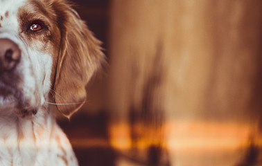 spanische Hunderasse mit Schlappohr