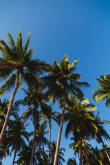 Obraz premium Coconut trees stretch into the sea