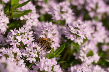 Honey Bee on pink thyme flower