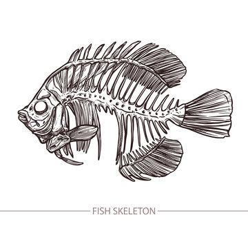 Fish Skeleton. Hand Drawn Sketch Style. Fashion Print And Hipster Poster