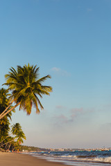 Coconut trees stretch into the sea
