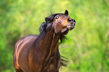 Bay horse flies off the flies on summer pasture