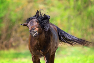 Obraz premium Bay Horse leci z much na letnich pastwiskach