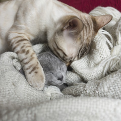 gatto bengala lecca gattino blu di russia