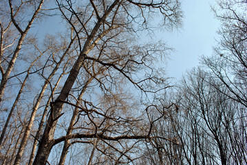 Group of aspen trees brown trunks and branches without leaves on blue spring sky background, view from ground, horizontal