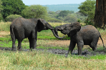 Naklejka na ściany i meble Fighting elephants. Tarangire national park. Tanzania. Africa