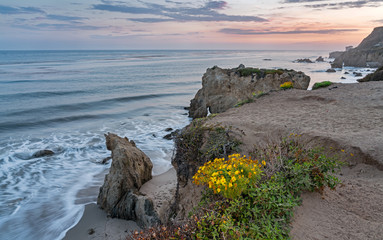 El Matador State Beach wildflowers