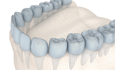 Mouth gum and teeth. Wire 3d model illustration