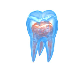 Transparent teeth. 3d renderings of endodontics inner structure over white background