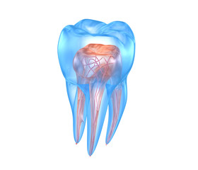 Transparent teeth. 3d renderings of endodontics inner structure over white background