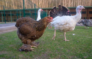 chicken with shaggy paws in the cage