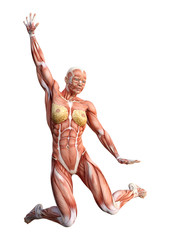 3D Rendering Female Anatomy Figure on White