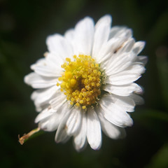 Obraz premium Bellis Perennis Daisy Flower Close Up