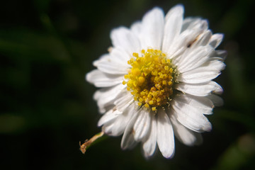 Obraz premium macro Bellis Perennis daisy on a black background