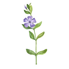 Watercolor plant of periwinkle