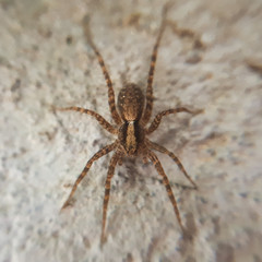 macro spidel on a grey background