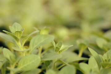 Beautiful Spring Pelargonium Blooming Flower Detail in Bokeh Background