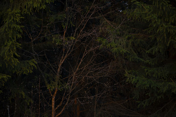 Coniferous forest, decline: last beam of the sun