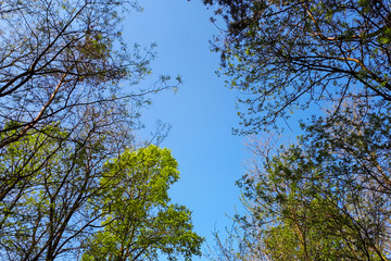 tree branches covered young green leaves against the sky
