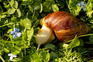Giant african land snail is crawling in green grass. Macro image.