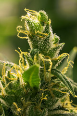 Abstract macro detail of cannabis bud with visible hairs and trichomes. Cultivation of hybrid varieties of Indica and Sativa medical universities.