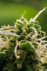 Cannabis trichomes close-up photo of plant marijuana bud health. Macro photos of marijuana cones with leaves covered with trichomes.