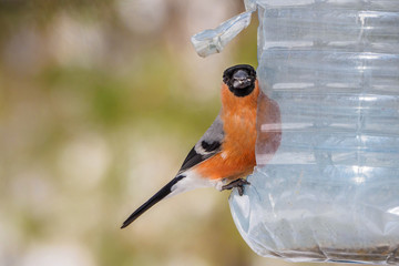 The bullfinch, common bullfinch or Eurasian bullfinch ( Pyrrhula pyrrhula) sitting on the bird...