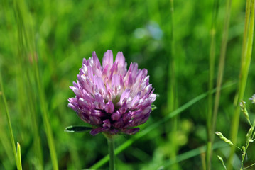Macro shot of the pink bloossom of a clover