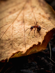 Beautiful ants. Ant red, forest autumn leaf. Shallow depth of field.