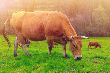 Cow grazing on green grass meadow, sunset view, Spain