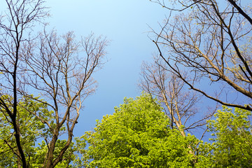 green leaves on branches of trees