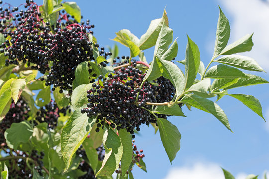 Schwarzer Holunder, Sambucus nigra, Fr&uuml;chte