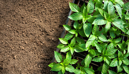 Background for farming, agriculture and gardening. Beautiful juicy Fresh green young seedlings of sweet pepper plants in a brown soil is top view is close-up, copy space.