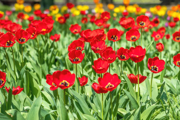Red and Colorful Tulips Flowers Blooming in a Park.