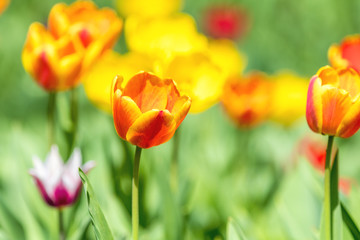 Colorful Tulips Flowers Blooming in a Park close up.