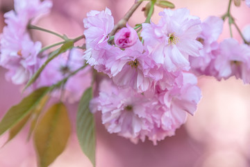 Close up of Pink Blossom Cherry Tree Branch, Sakura, during Spring Season