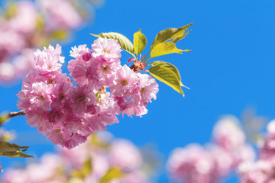 Close up of Pink Blossom Cherry Tree Branch, Sakura, during Spring Season