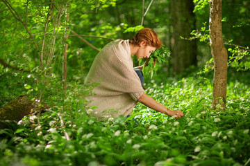 Beautiful woman picking wild garlic in the forest, fresh green forest colors