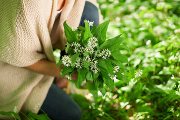 woman hands holding wild garlic in the forest, can be used as background
