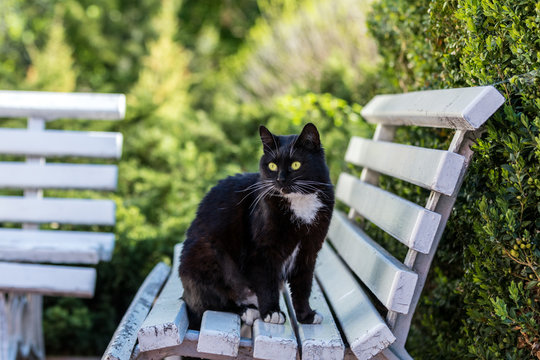 Cut Beautiful Black and White cat looking at the camera on the Street White Bench