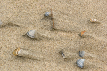 Shells on the sand after the tide, background, texture. Coast of the North Sea, Netherlands