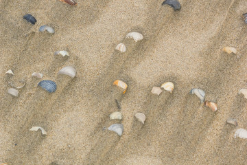 Shells on the sand after the tide, background, texture. Coast of the North Sea, Netherlands
