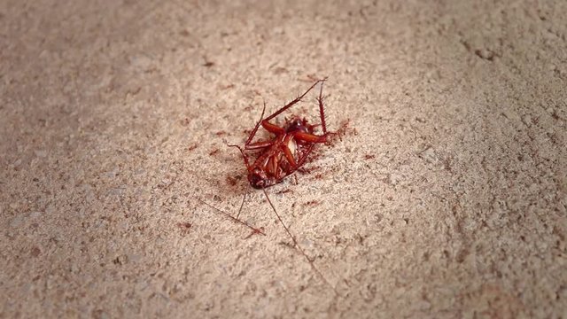 Cockroaches are dying and Many are hit by a flock of red ants swarm devoured.
