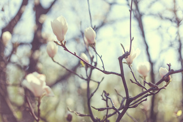 Buds of beautiful white magnolias.