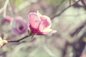 Bud of pink magnolia.