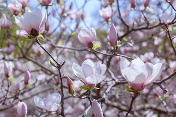 Fototapeta na wymiar Blooming flowers of magnolia.
