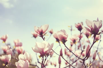Keuken foto achterwand Magnolia Bloeiende bloemen van magnolia in het park.